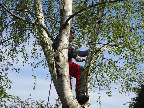 How Our Tree Care Process Works  in  Bessemer City, NC